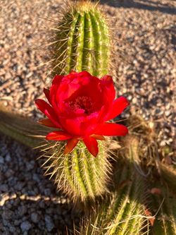 Torch Cactus Clipping