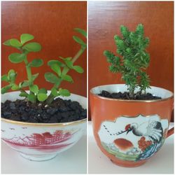 Ceramic Vessel & Plant