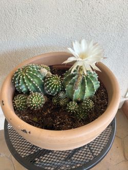 Lily Cactus