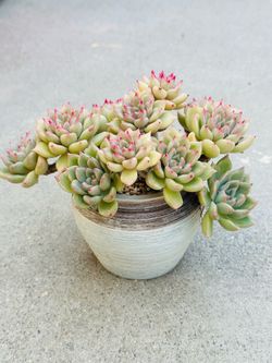 Succulents plants 🪴 （Echeveria Paint barrel）