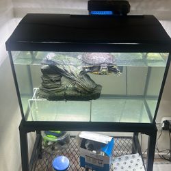 Turtle, Fish Tank