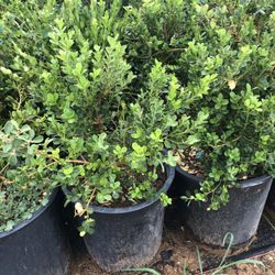 Japanese Boxwood , Hedge And Privacy 5gal (10 For $125)