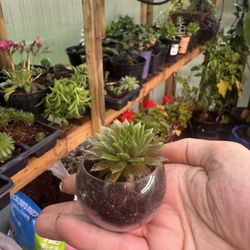 Adorable Succulent Mini In A Cute Clear Pot