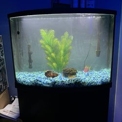 36 gallon aquarium 
