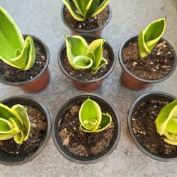 Snake Plant "Black Gold" Sansevieria Dwarf 