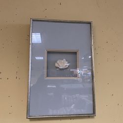 Framed Sea Shell