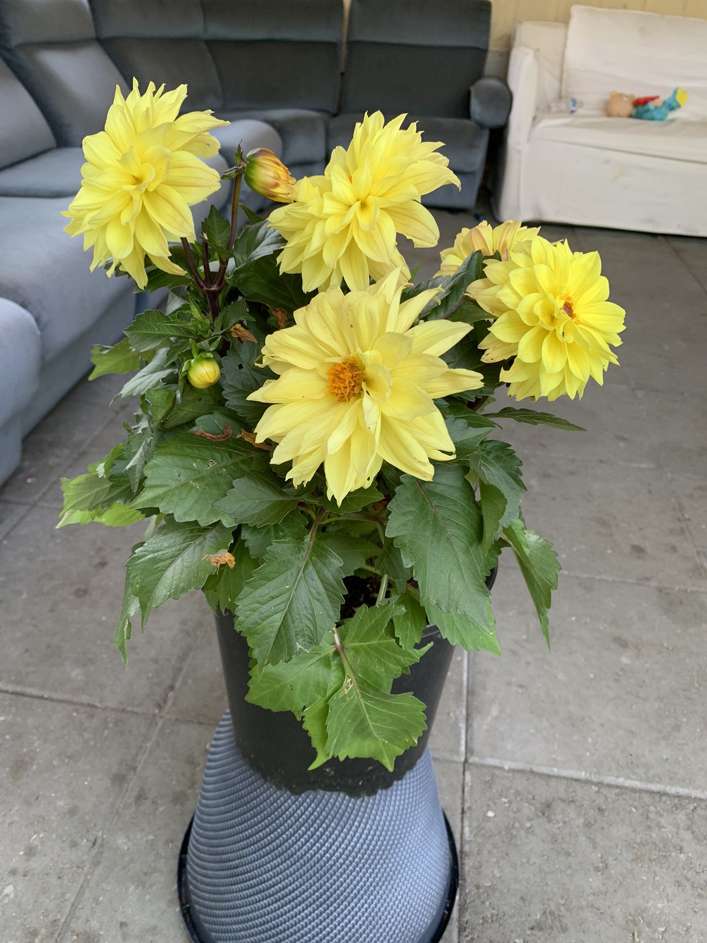 Oudoor dahlia
