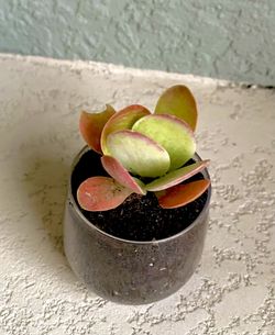 Kalanchoe Flapjack Plant 