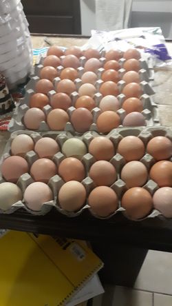 Fresh farm egg