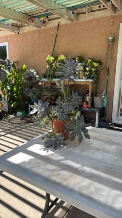 plantas suculentas $6.00 cada una