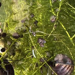 purple magenta mystery aquarium