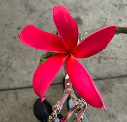 Cutting plumeria pink