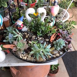 Succulent Arrangement 