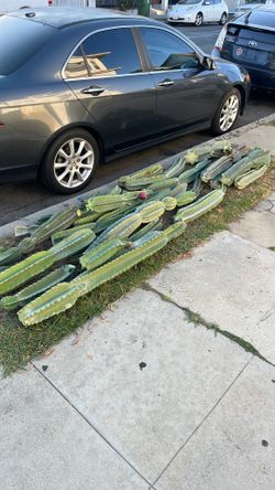 Free Peruvian apple cactus cuttings on street