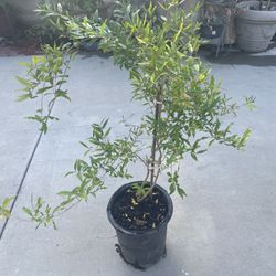 Pomegranate/Granada