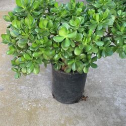 Beautiful Jade plants, Very Healthy. 