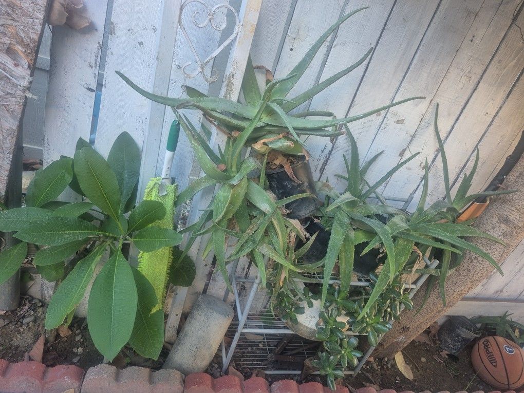 Tabular En Naseta Silo $4 Cada Una 