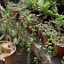 Succulents Plants 4”pot 