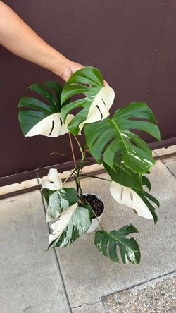 6” monstera albo