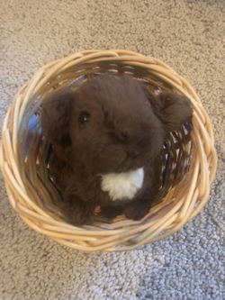 American Girl Doll Nutmeg