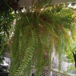 Large Hanging Fern In A POT $50