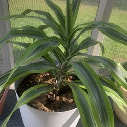 Plant  nice!    Please !