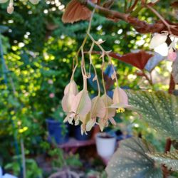 Ala De Ángel 😇 Plant