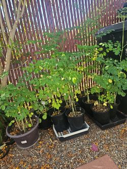 Moringa Tree