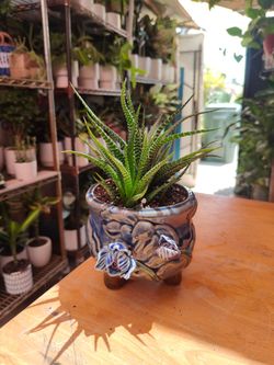 Zebra Cactus