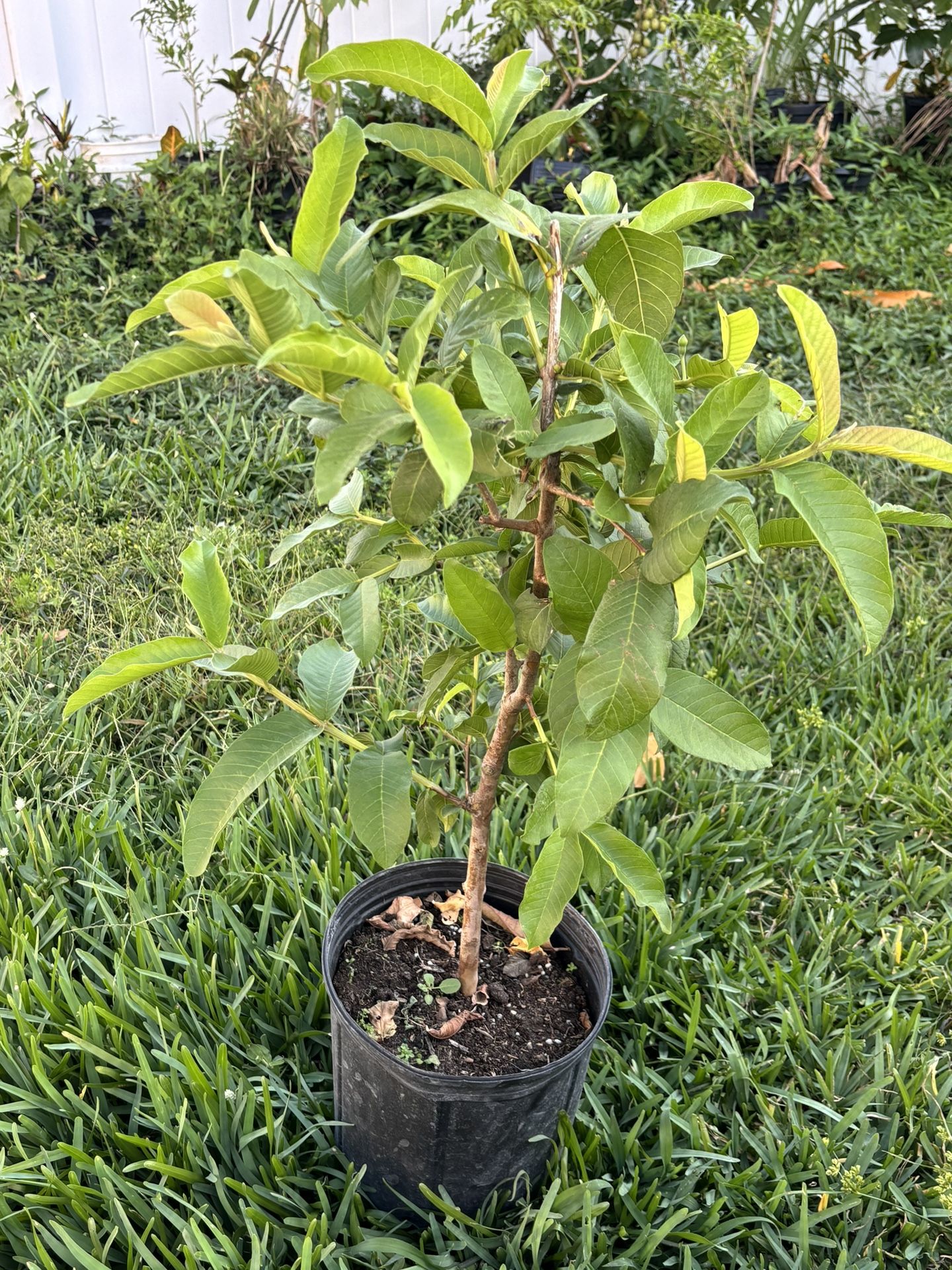 Guava Plant