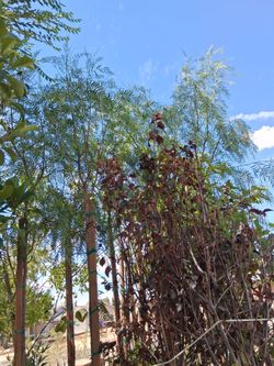 Pepper trees.
