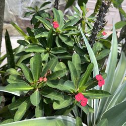 Beautiful Red Crown of Thorns Plant
