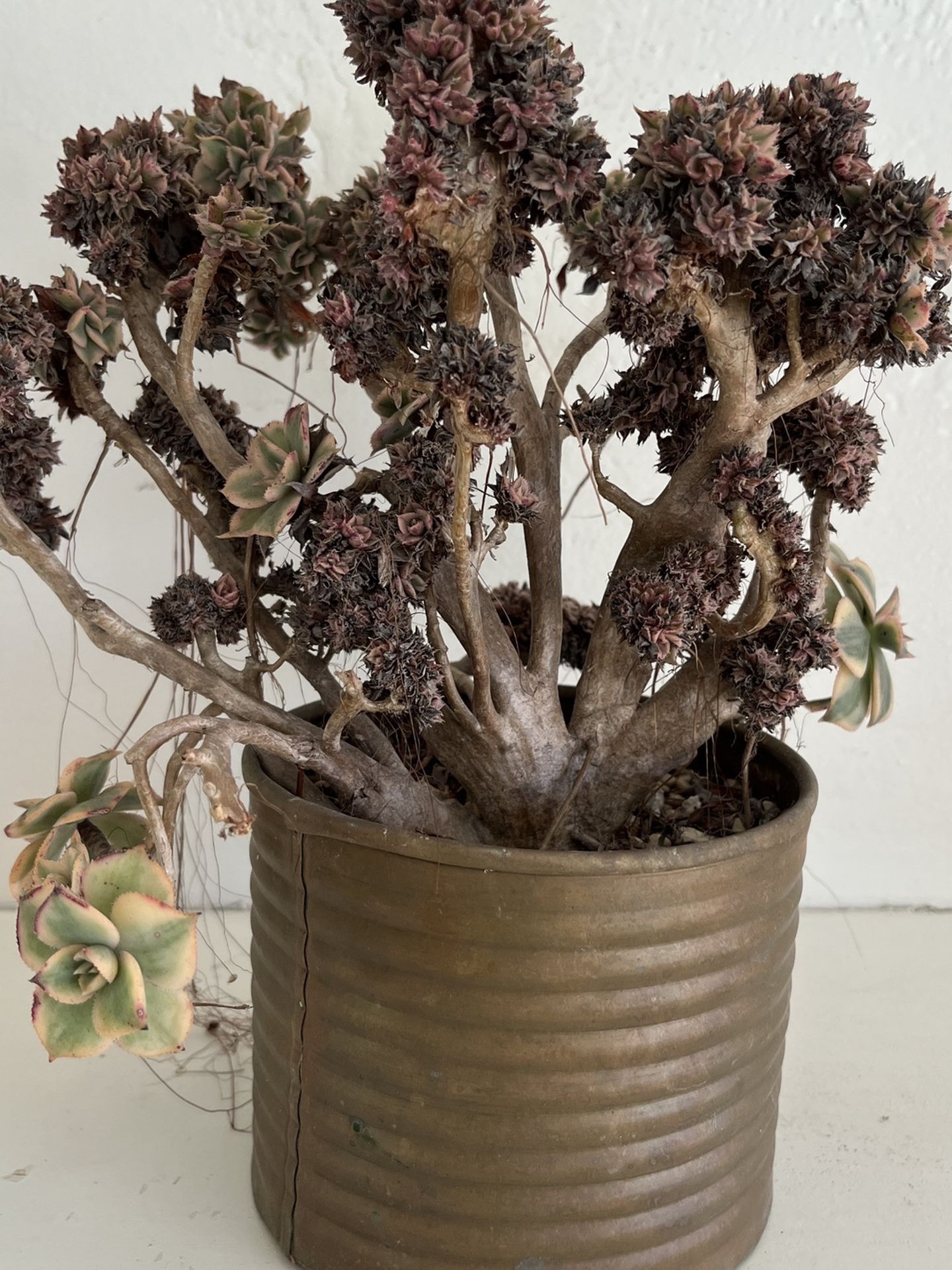 Unique Crested Succulent