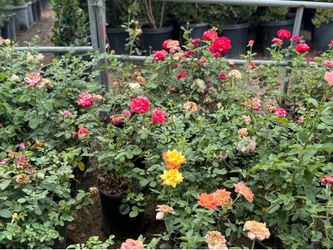 Big Flower roses (variety of colors) 5 gals