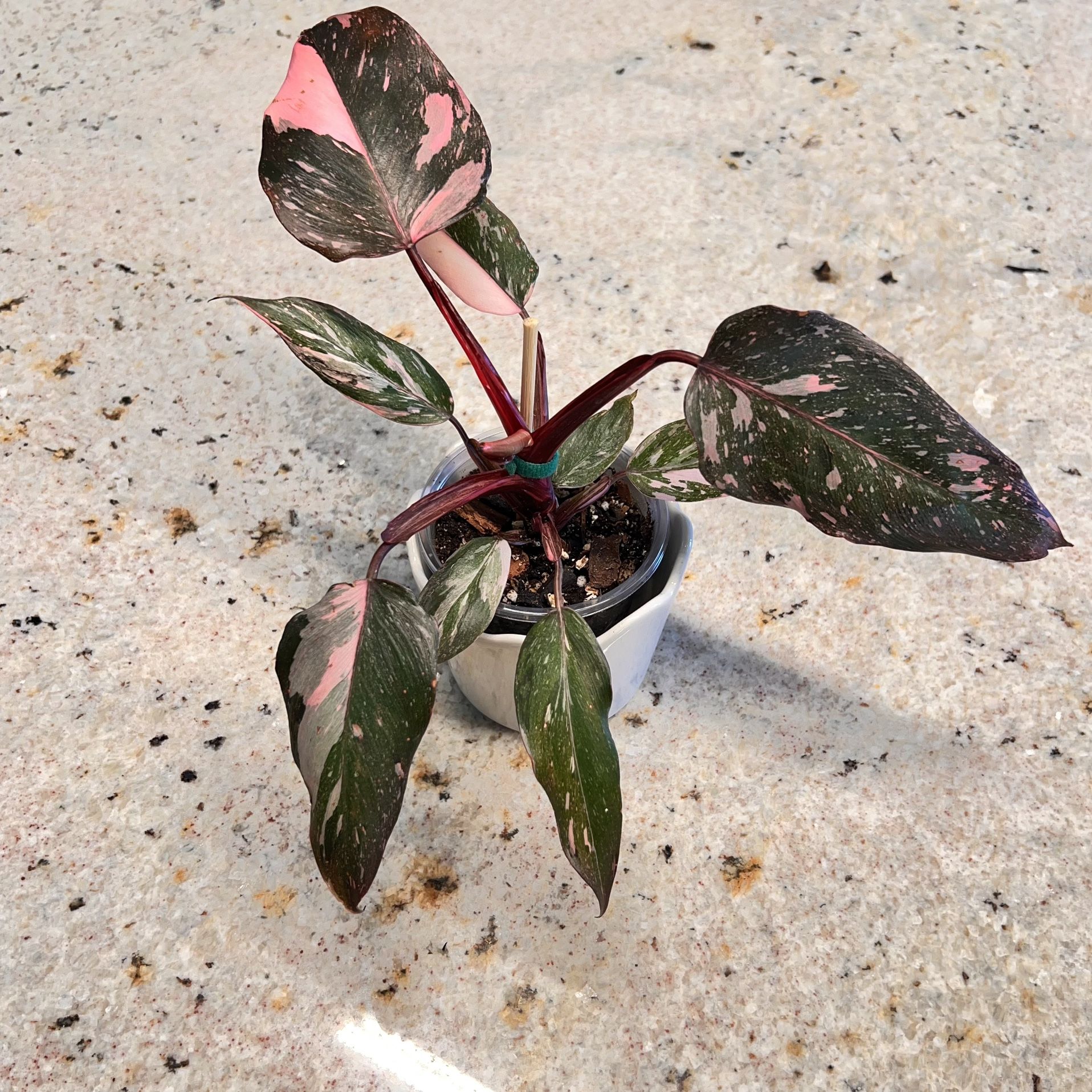 Pink Princess Philodendron