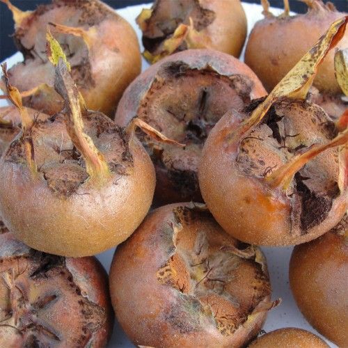 Medlar AZGIL fruit Tree