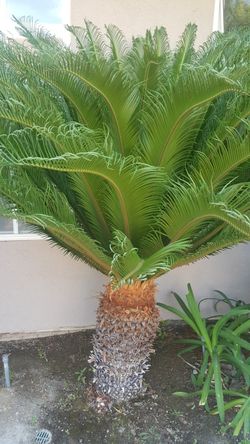 Sago Palm Tree