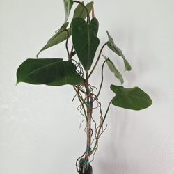 Philodendron Green Emerald
