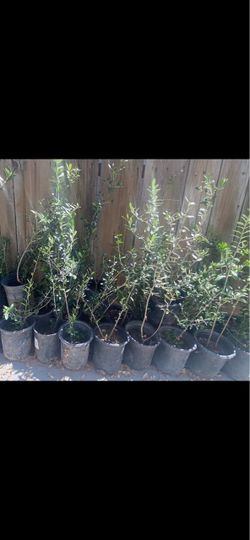 Olive trees, 2 foot tall $20 each Olive trees, 2 foot tall $20 each