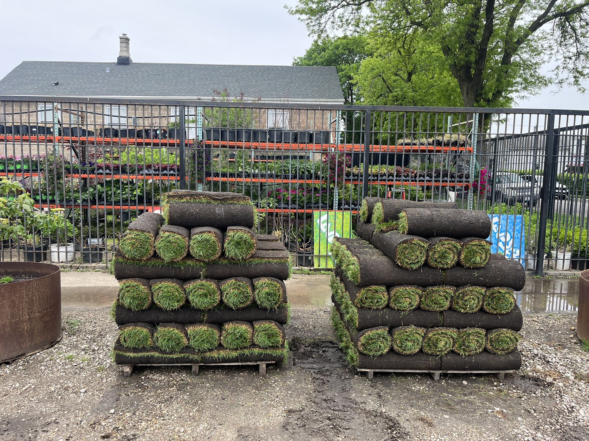 Fresh Kentucky Blue Grass - Sod