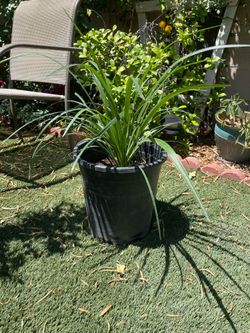 Giant lily  grass