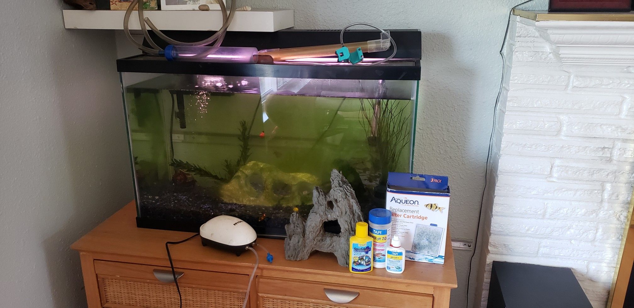 Fish tank with fish