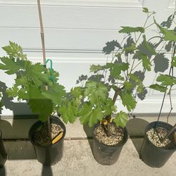 Merlot grape plant