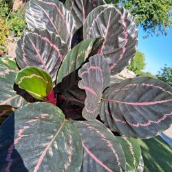 Calathea Dottie Plant $35