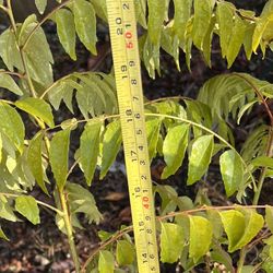 Curry Plant