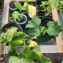 Heirloom Veggie Garden Starter Bundles 