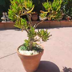 Crassula Ovata Suculent Plant 