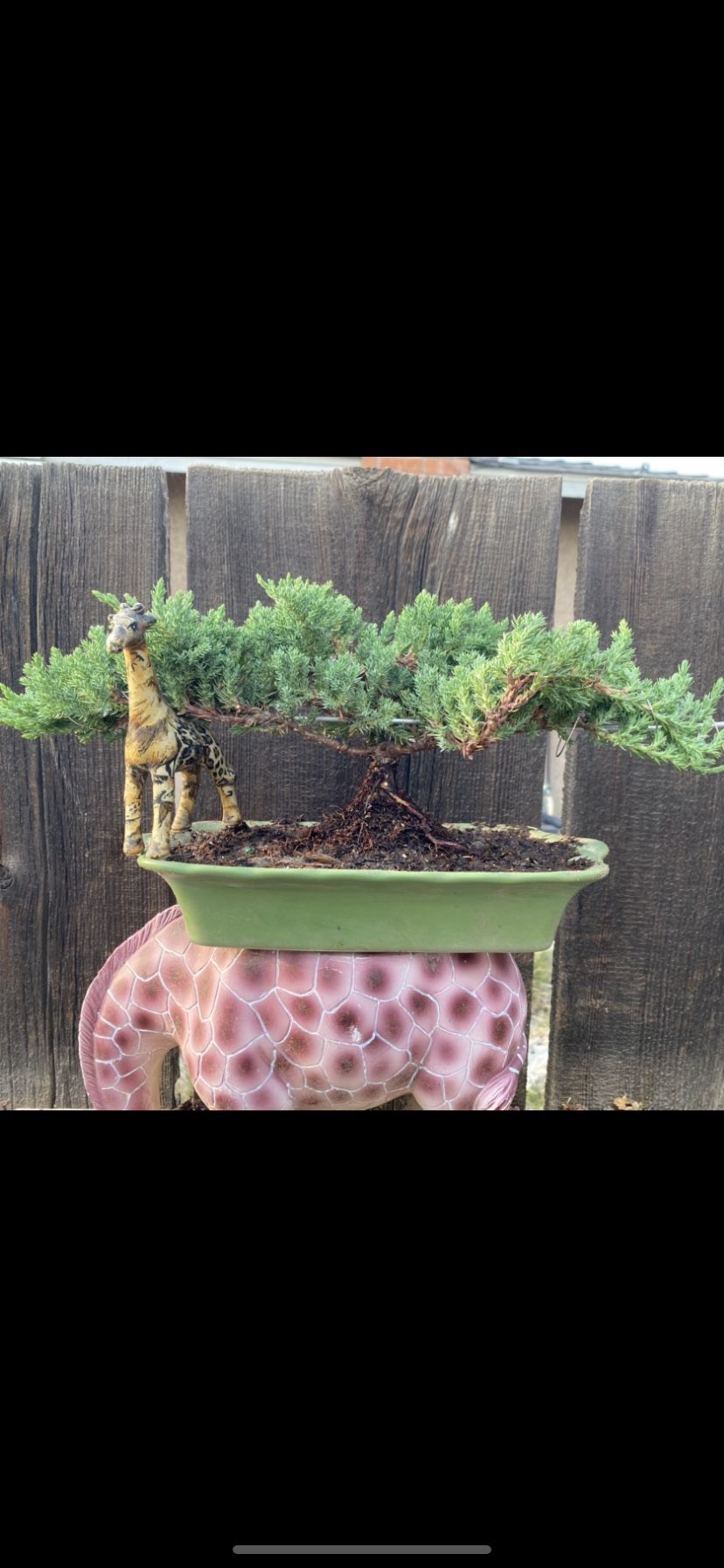 Bonsai Fly Eagle Japanese Garden Juniper $65 - www.disolcolor.com