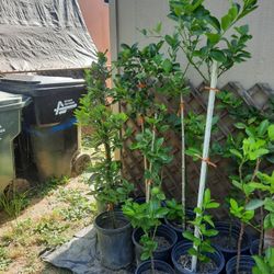 Árbol De Limon persa ( Persian Lemon Tree )