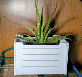 Planter box, large